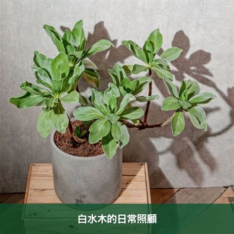 白水木分枝|白水木如何照顧？澆水頻率、適合的施肥？又為什麼葉。